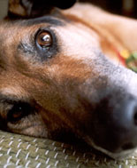 Animal Law in Texas
