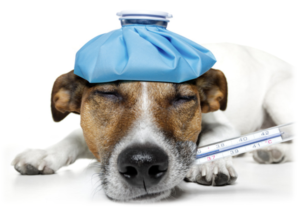 Veterinary Malpractice Randy Turner